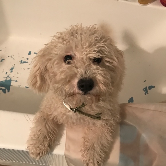 ""OUR RESCUES DOGS " - Picture 9 of 13